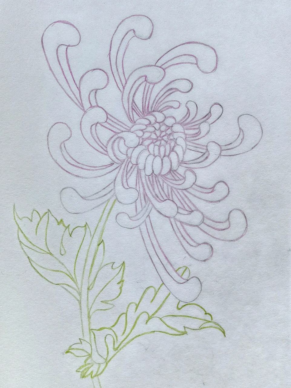 彩铅绘画练习 菊花