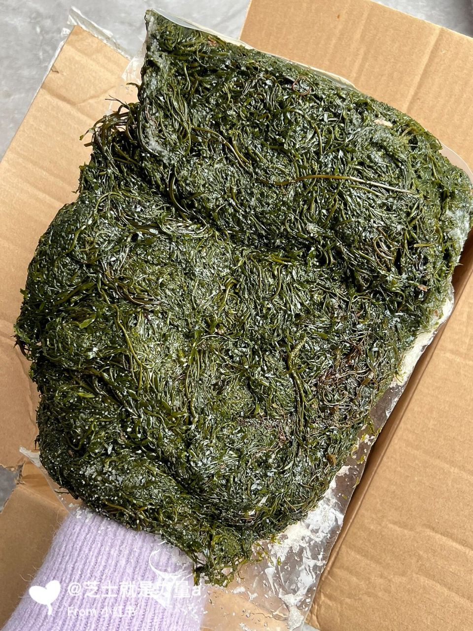 也叫长寿菜和鞭炮笋 我每次去吃火锅或者麻辣烫可以不吃面光吃它!