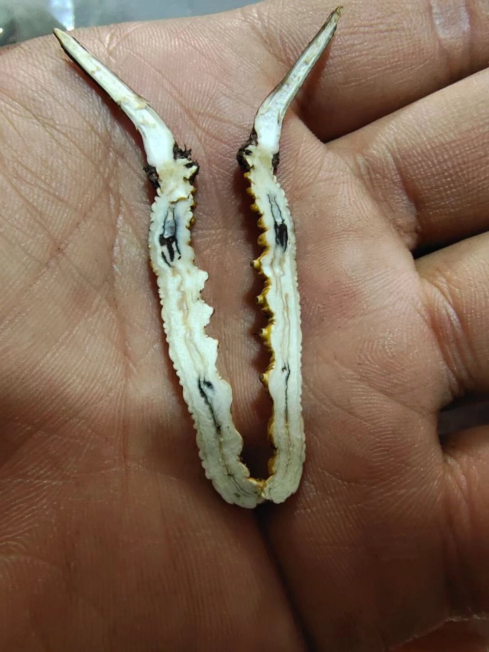 地球91唯一阴阳同补药材 虫草切开就是这样的 子座滋阴 肉节补阳