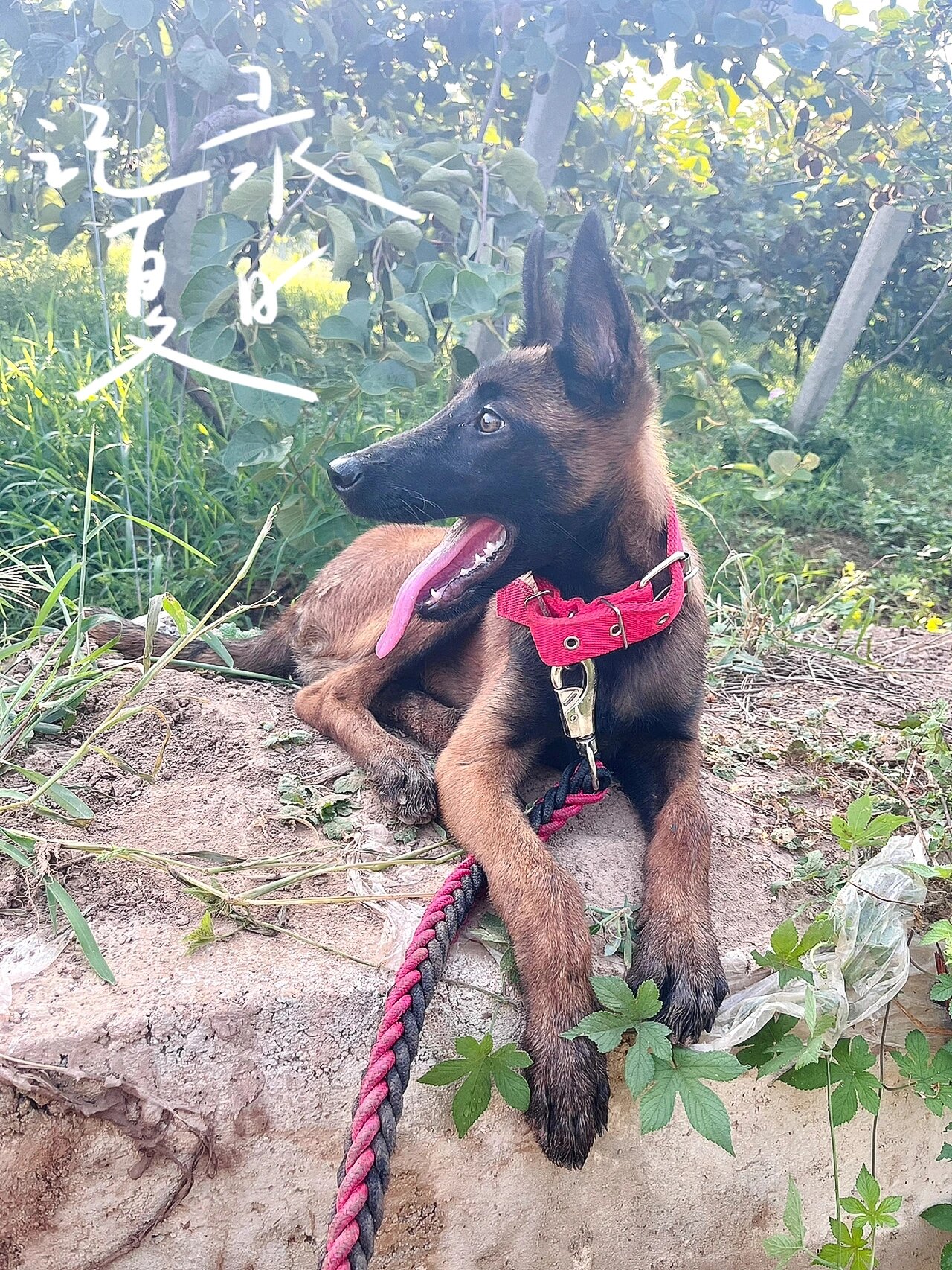 小马犬9845天与1岁前后对比90!