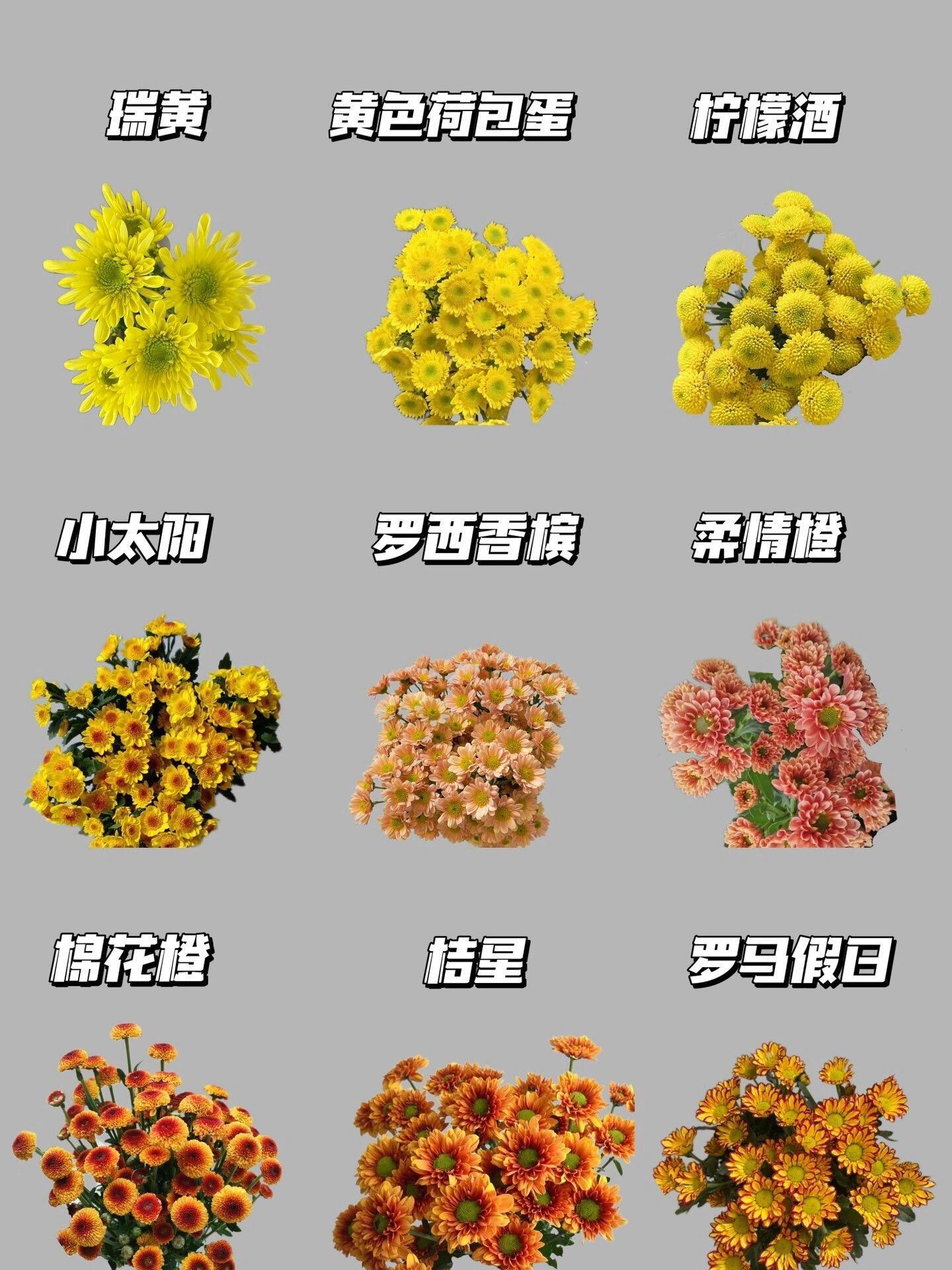 小菊花品种大全图解图片