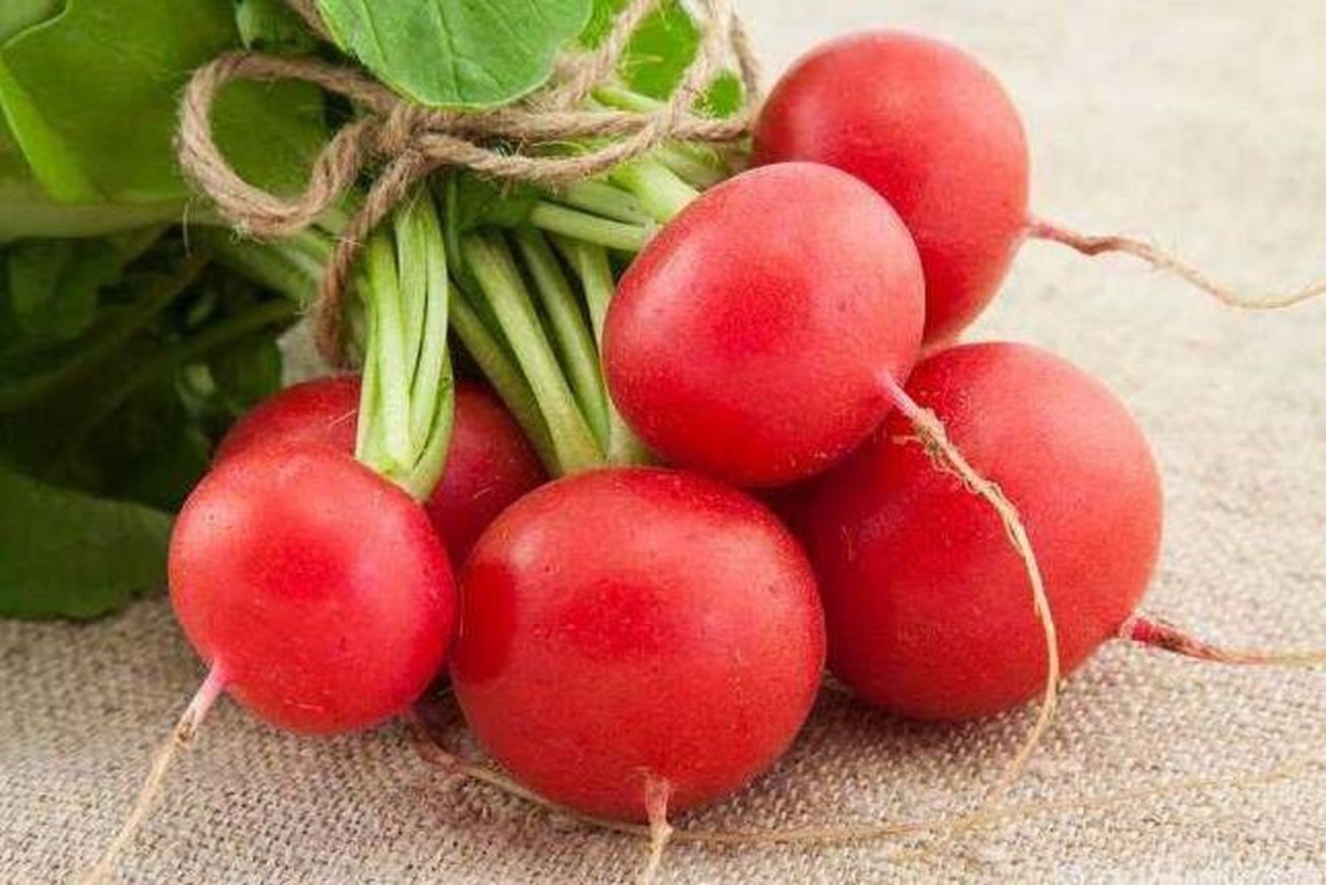 "萝卜是为"十字花科萝卜属",又名"大红萝卜","胭脂萝卜""东北红萝卜"