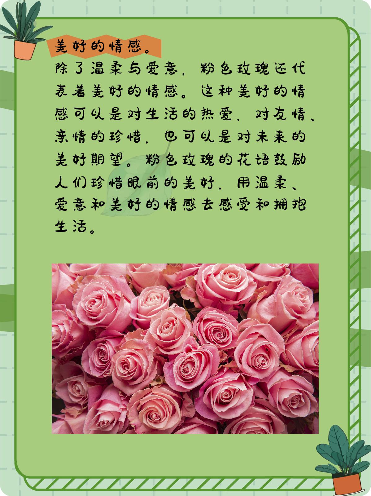 粉色玫瑰的花语是什么意思.@小企的植物小贴士的动态