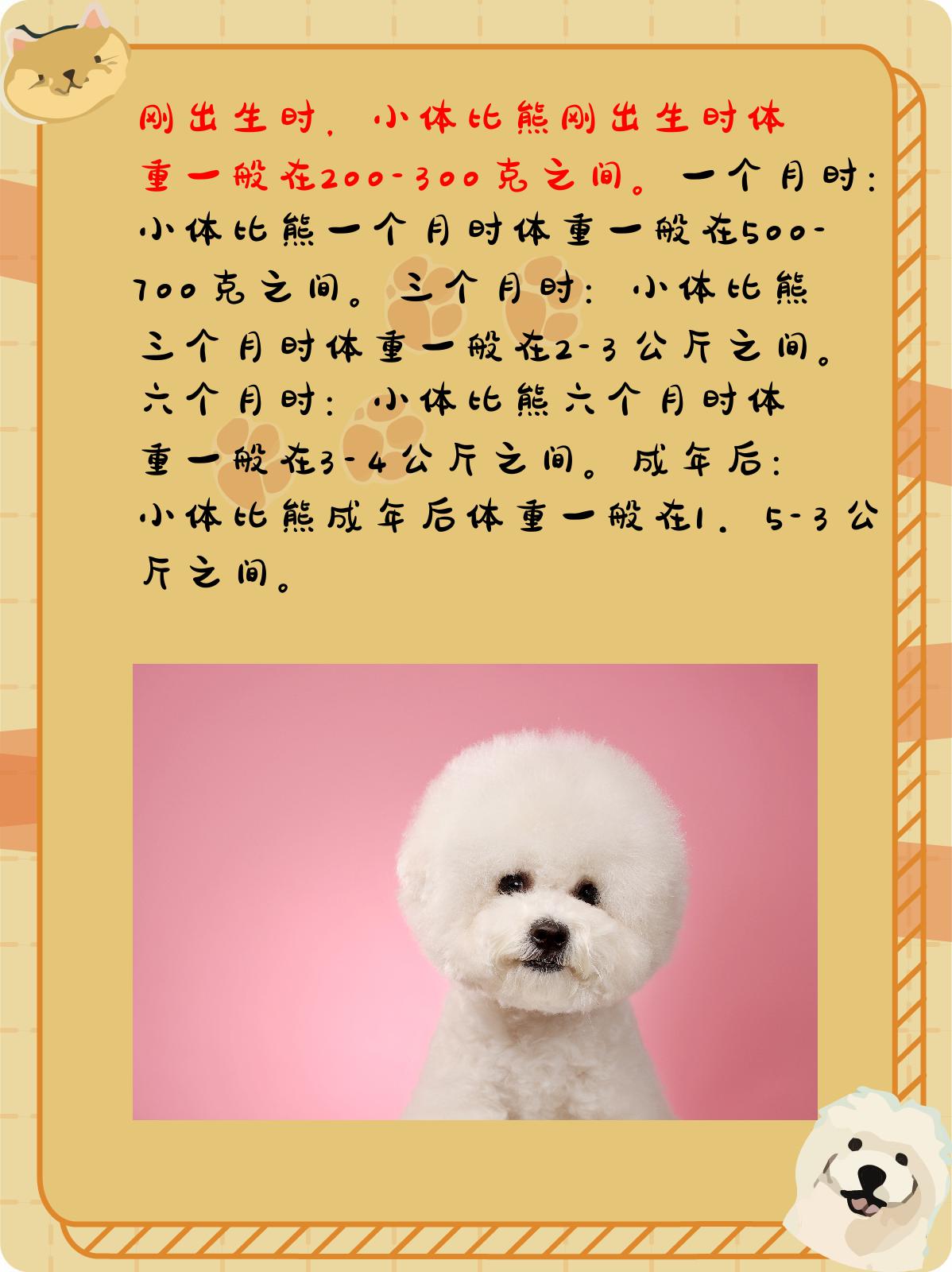 小体比熊体重对照表 我认为,通过以上的介绍,我们可以看出小体比熊的