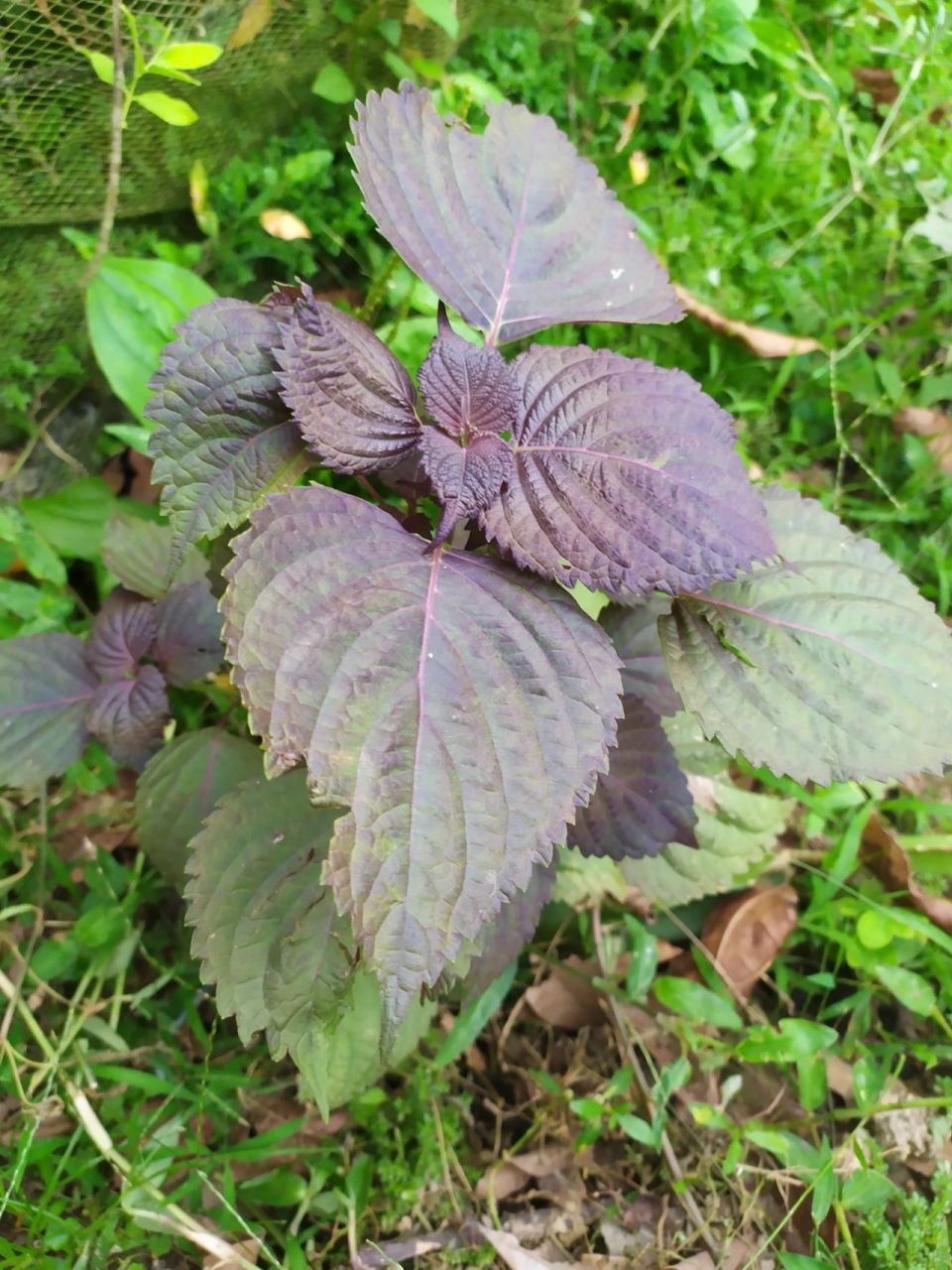 紫苏叶有解表散寒的功能 小时候在农村,田家地头,有很多野生的紫苏