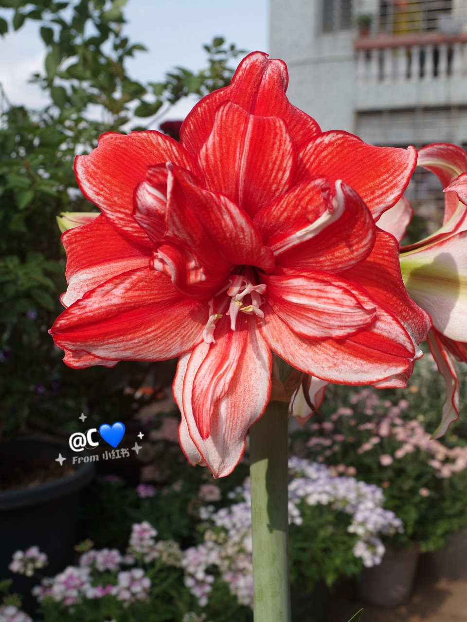 朱顶红-火焰黛丝(忘记发的旧图)97 忘了一整年…今天在相机里刚好翻