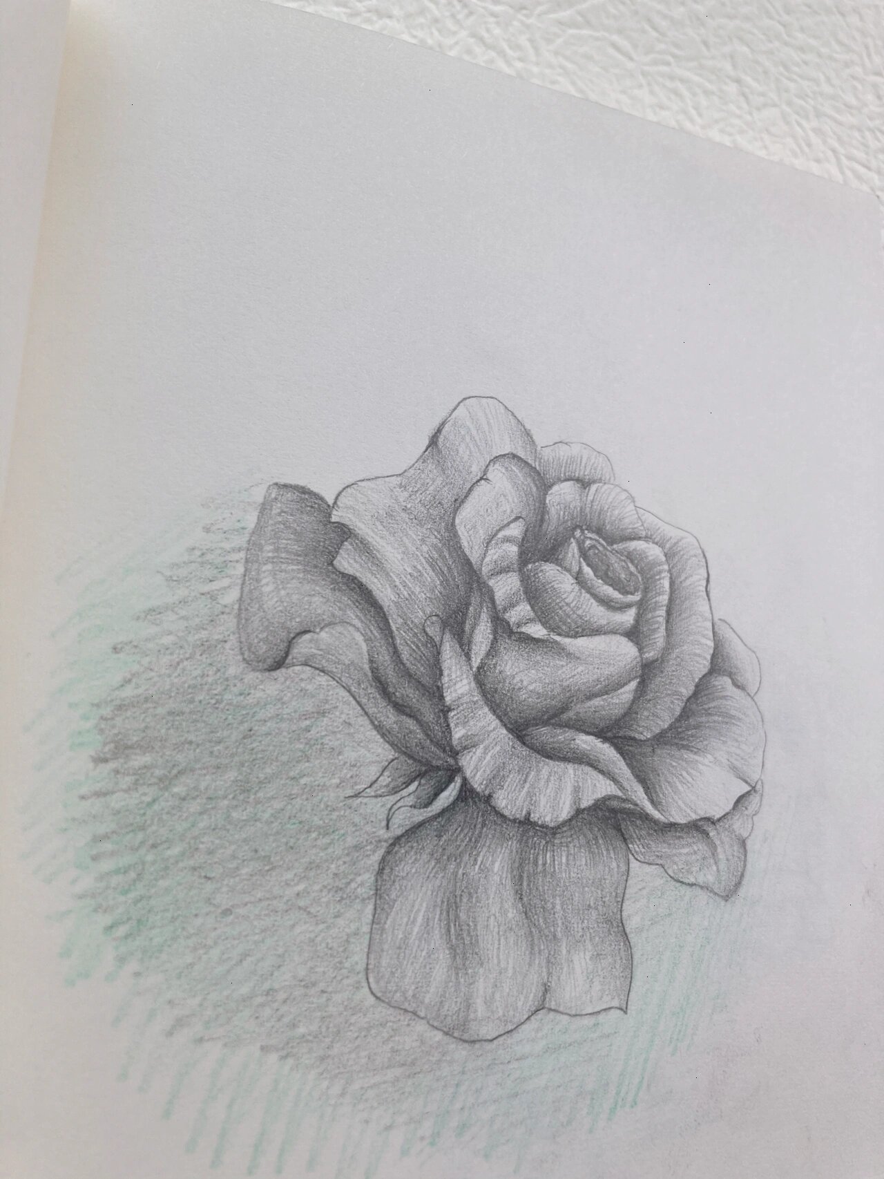 铅笔画每日一画——玫瑰花