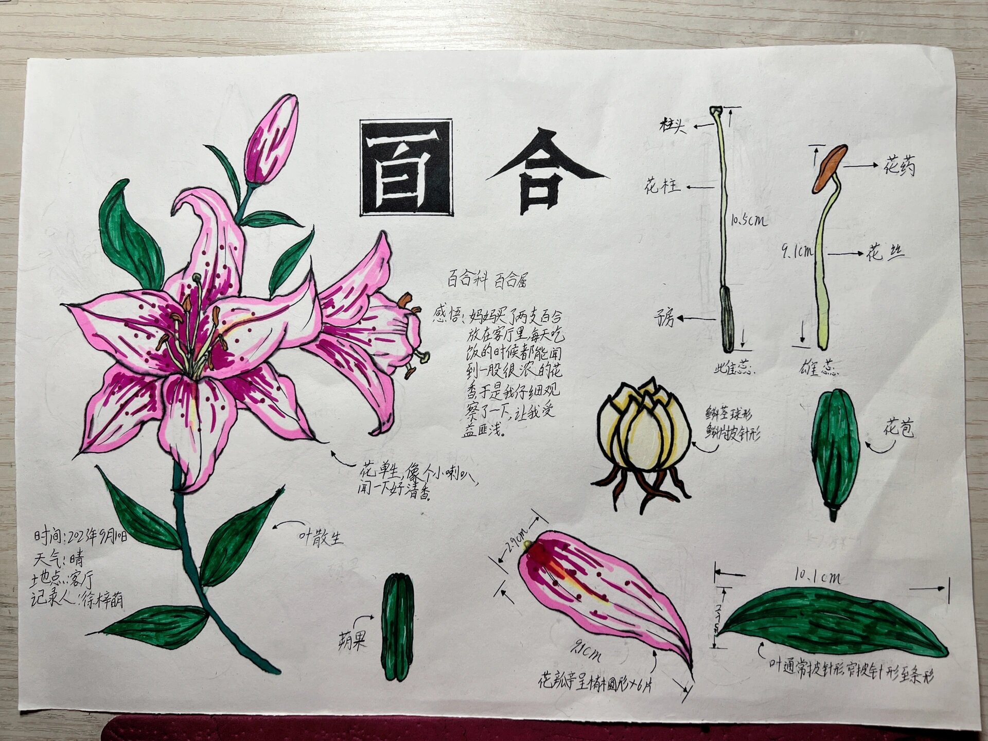 小学生自然笔记《百合