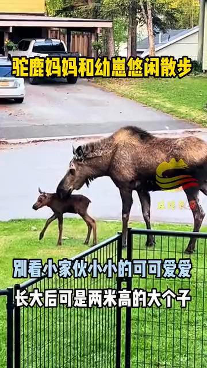 驼鹿妈妈和幼崽悠闲散步. 丝路长安.