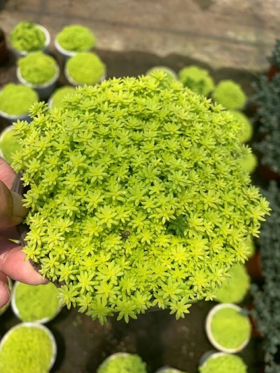 黄金薄雪万年草-又称黄金万年草-黄金草 黄金薄雪万年草(学名:sedum
