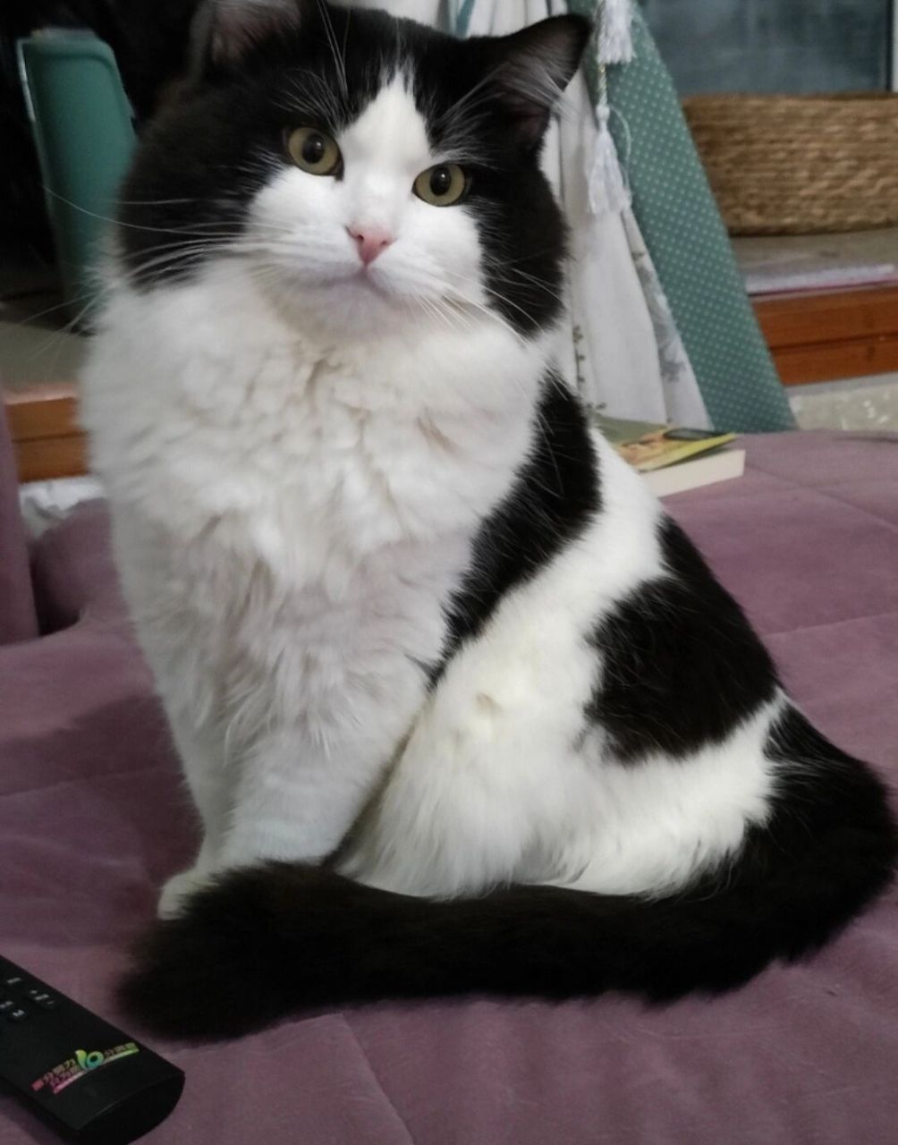 黑白奶牛猫 | 500一只不香吗