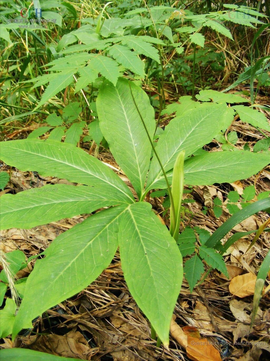 (半夏,天南星,芥子) 今天开始学的是化痰止咳药中的温化寒痰药