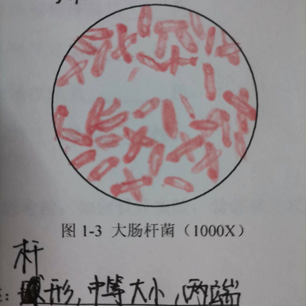 革兰氏染色大肠杆菌和葡萄球菌 我画的好丑