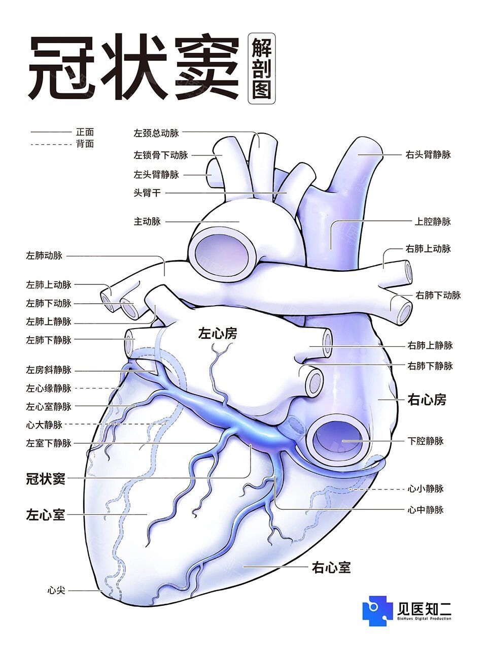 冠状静脉窦口解剖图图片