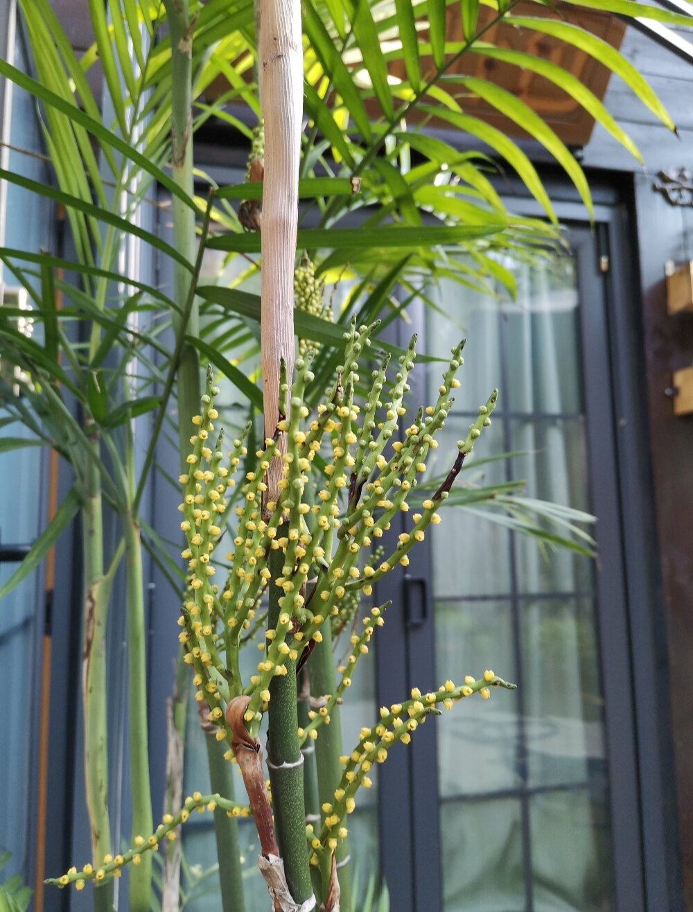 今日花朵分享～凤尾竹