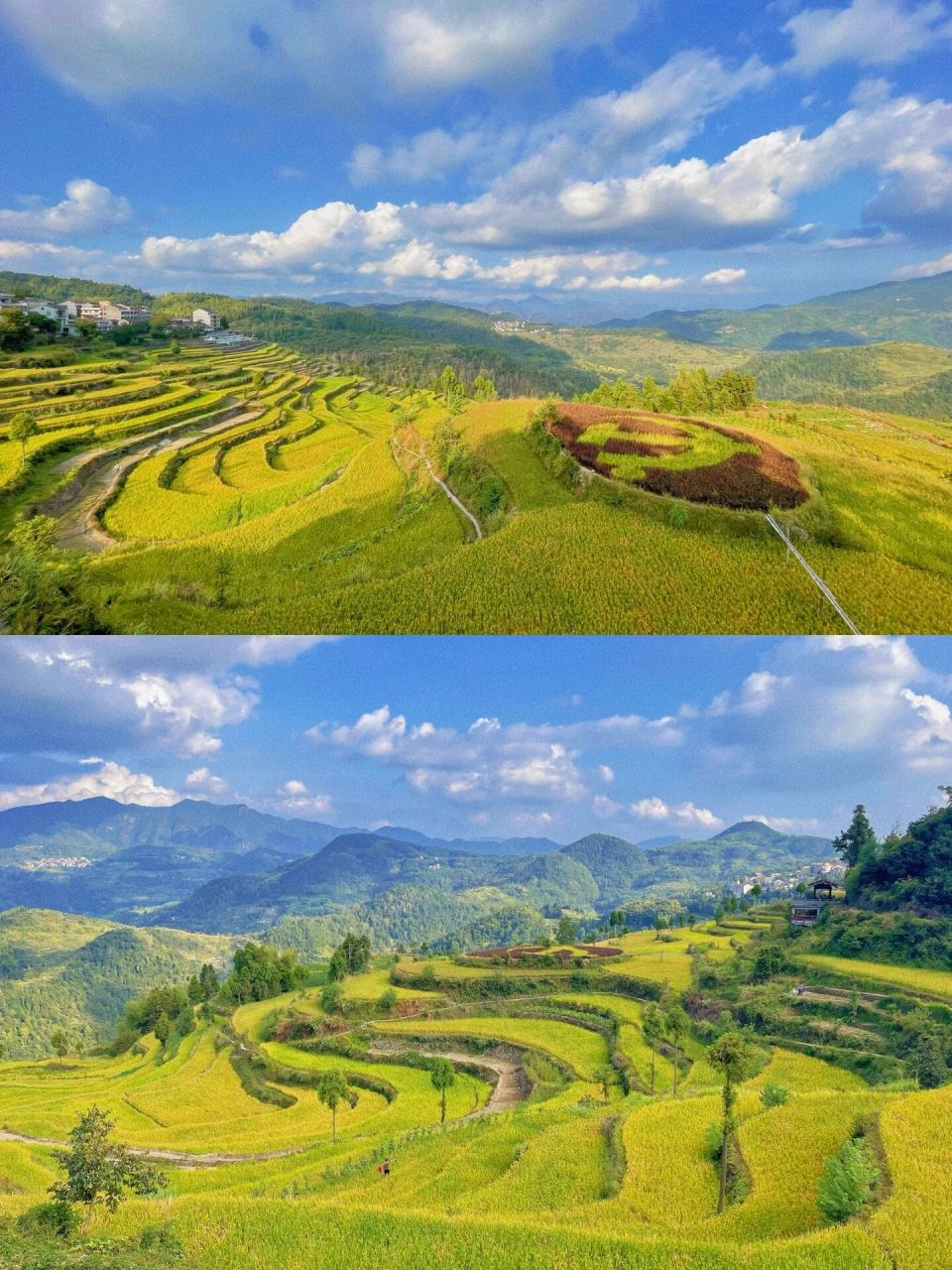 温州茗岙梯田 | 油画世界里的丰收季 茗岙梯田是除了云南元阳梯田外