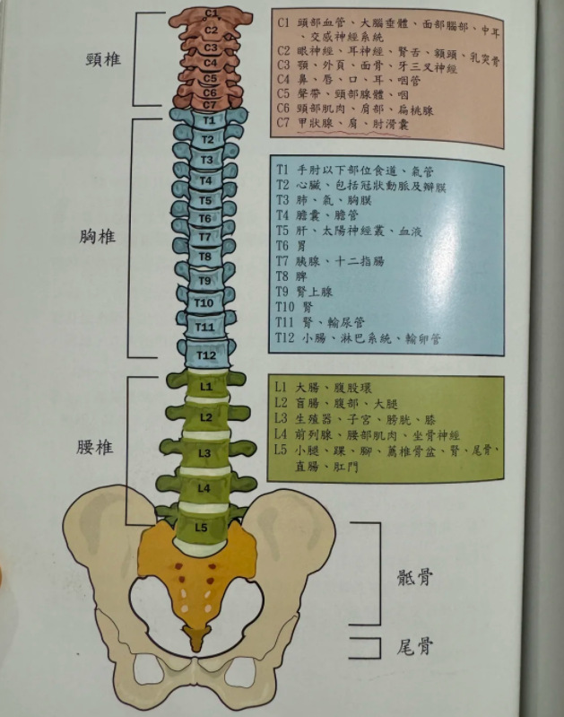 t11椎体在什么位置?
