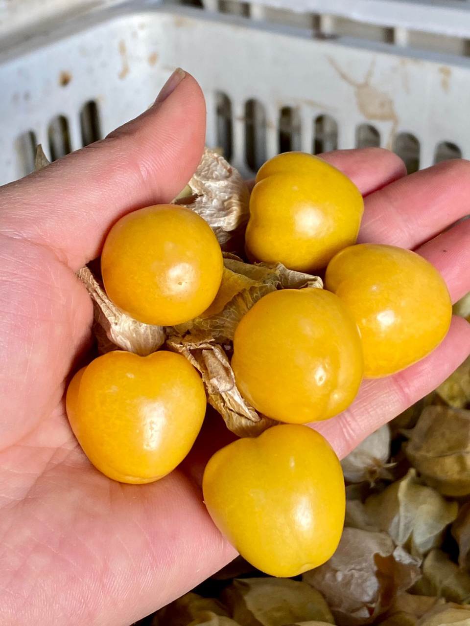 今日水果推荐-姑娘果 🔆 清甜解腻姑娘果 口感清甜带奶香,多汁清爽 