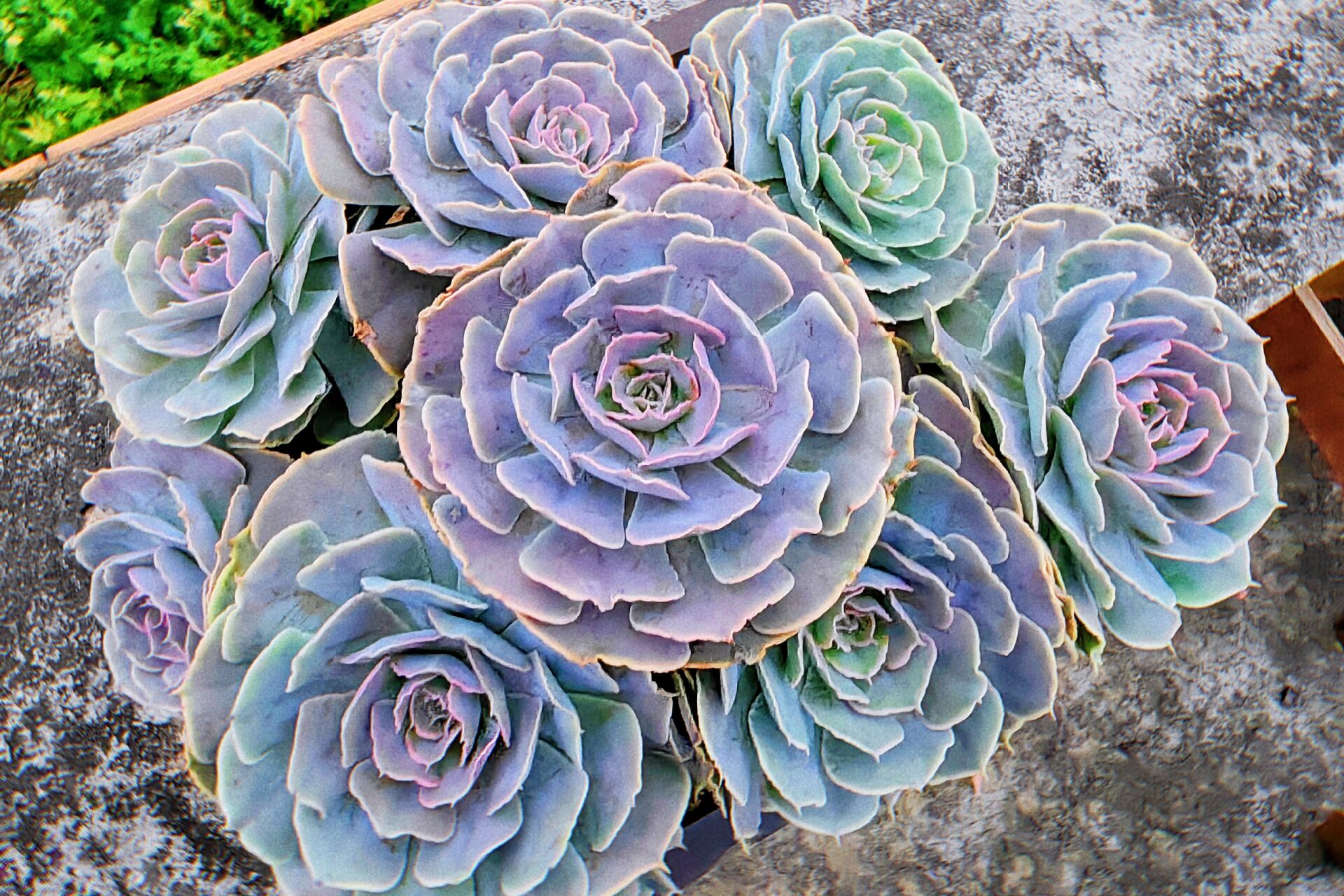 逆开挂区的多肉|"沙漠之星" 这棵沙漠之星从买回来上盆到现在,基本都