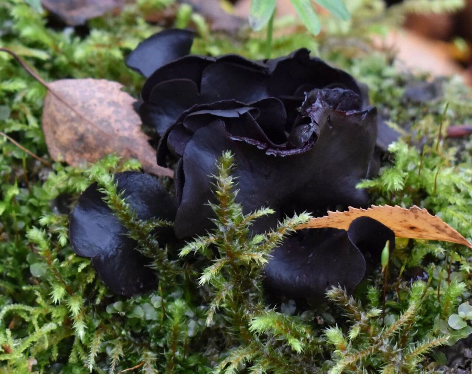 容易和木耳混淆的毒蘑菇一 学名:lonomidotis frondosa叶状耳盘菌