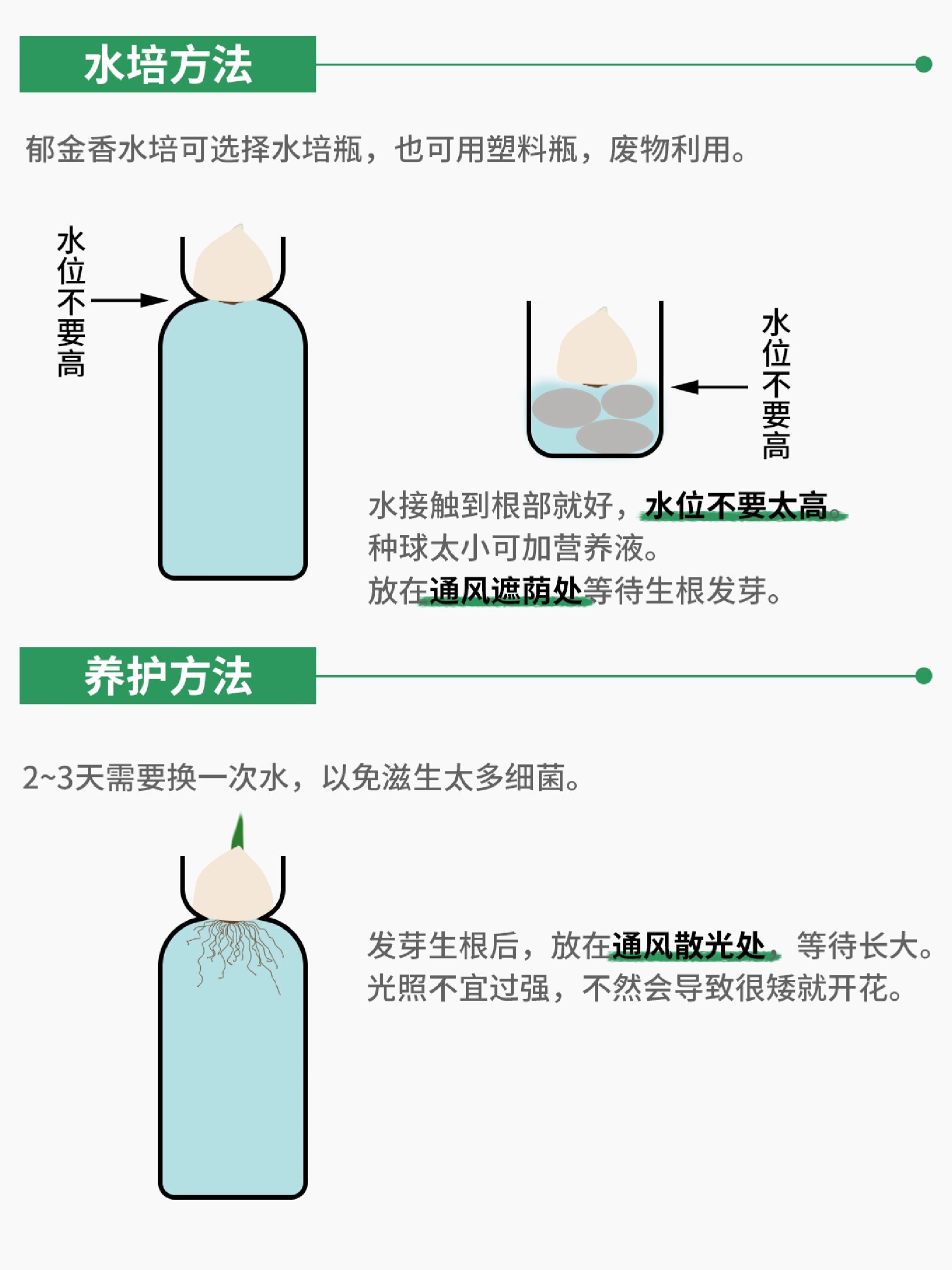 郁金香种植水培方法!栽种春天的浪漫93