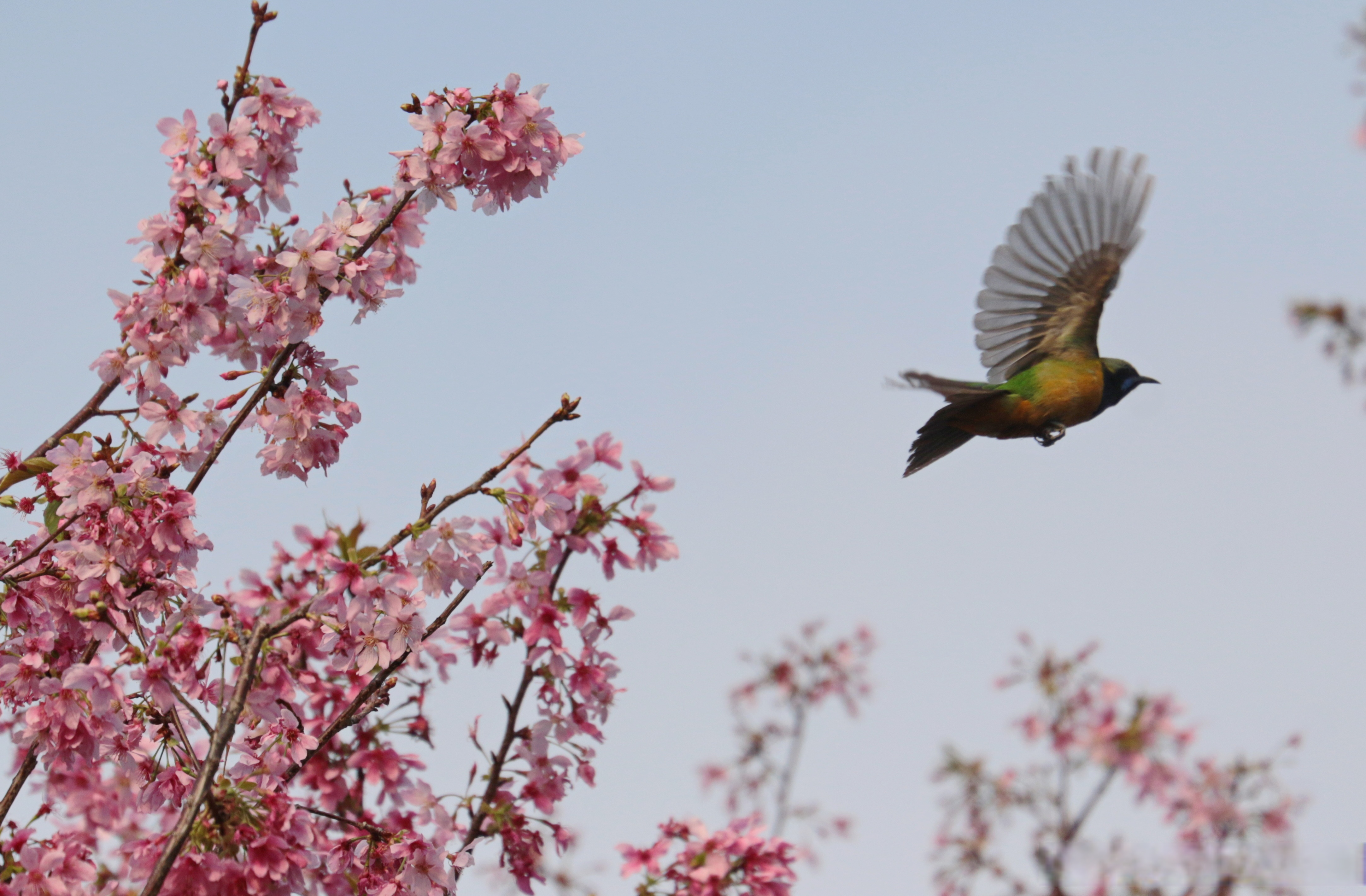 花树上的雌雄鹎鸟,春天总是缺一色,你的眼色