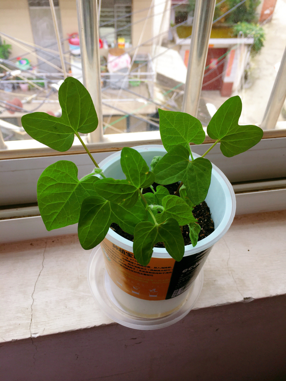 记录一下自己种的牵牛花,从发芽到开花96