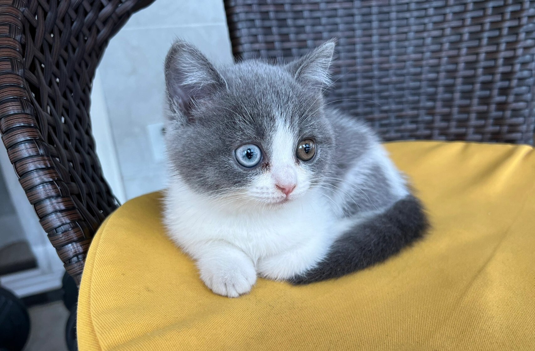 英短蓝白真可爱 蓝白小奶猫上周刚满2月,到家一个月了.