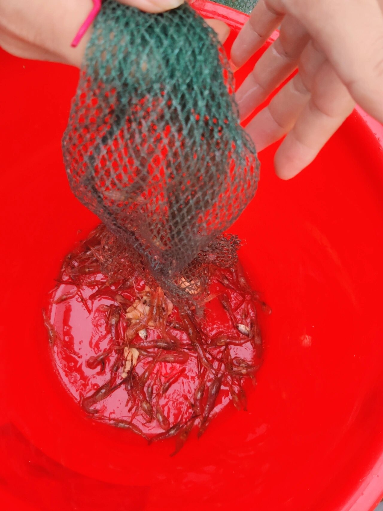 乡下野生小河虾    乡下自捞野生小河虾,透明的肉肉,韭菜清炒小河虾