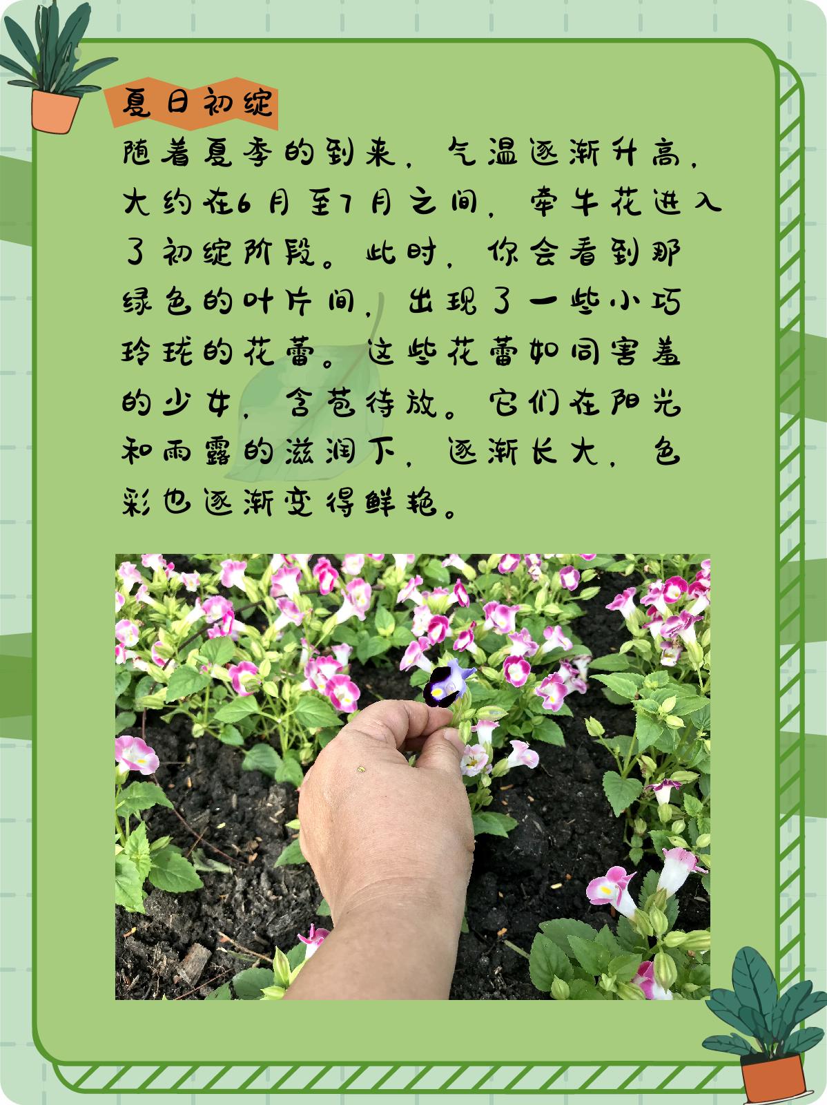 牵牛花什么时候开 你们是 @小企的植物小贴士的动态