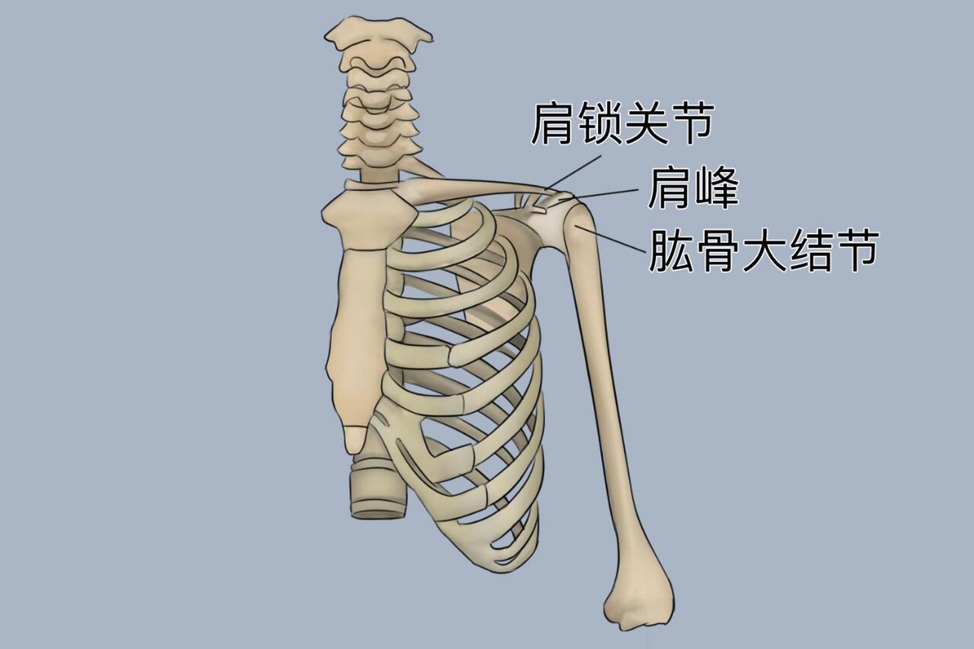 肩峰凸起的骨头图图片