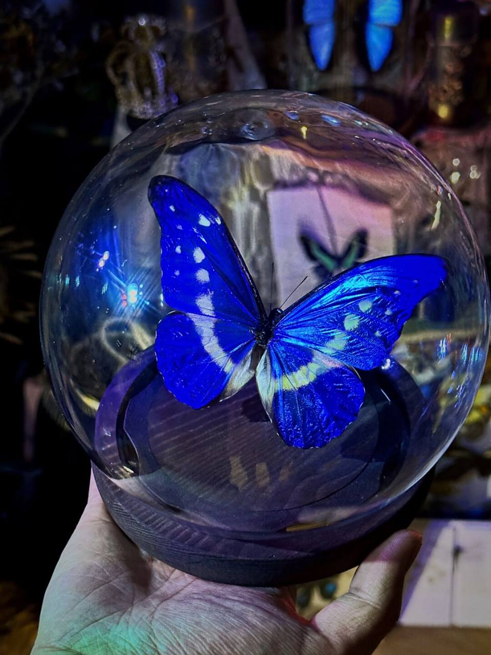 光明女神蝶 光明女神闪蝶(学名:morpho helena):是鳞翅目,闪蝶科,闪蝶