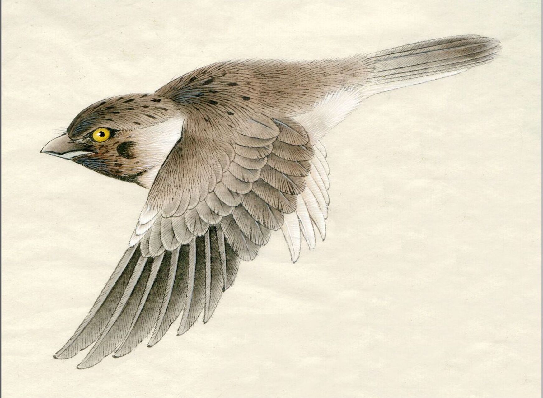 工笔画步骤分享(鸟类设色步骤——麻雀) 概述:麻雀为鸟纲雀形目麻雀属