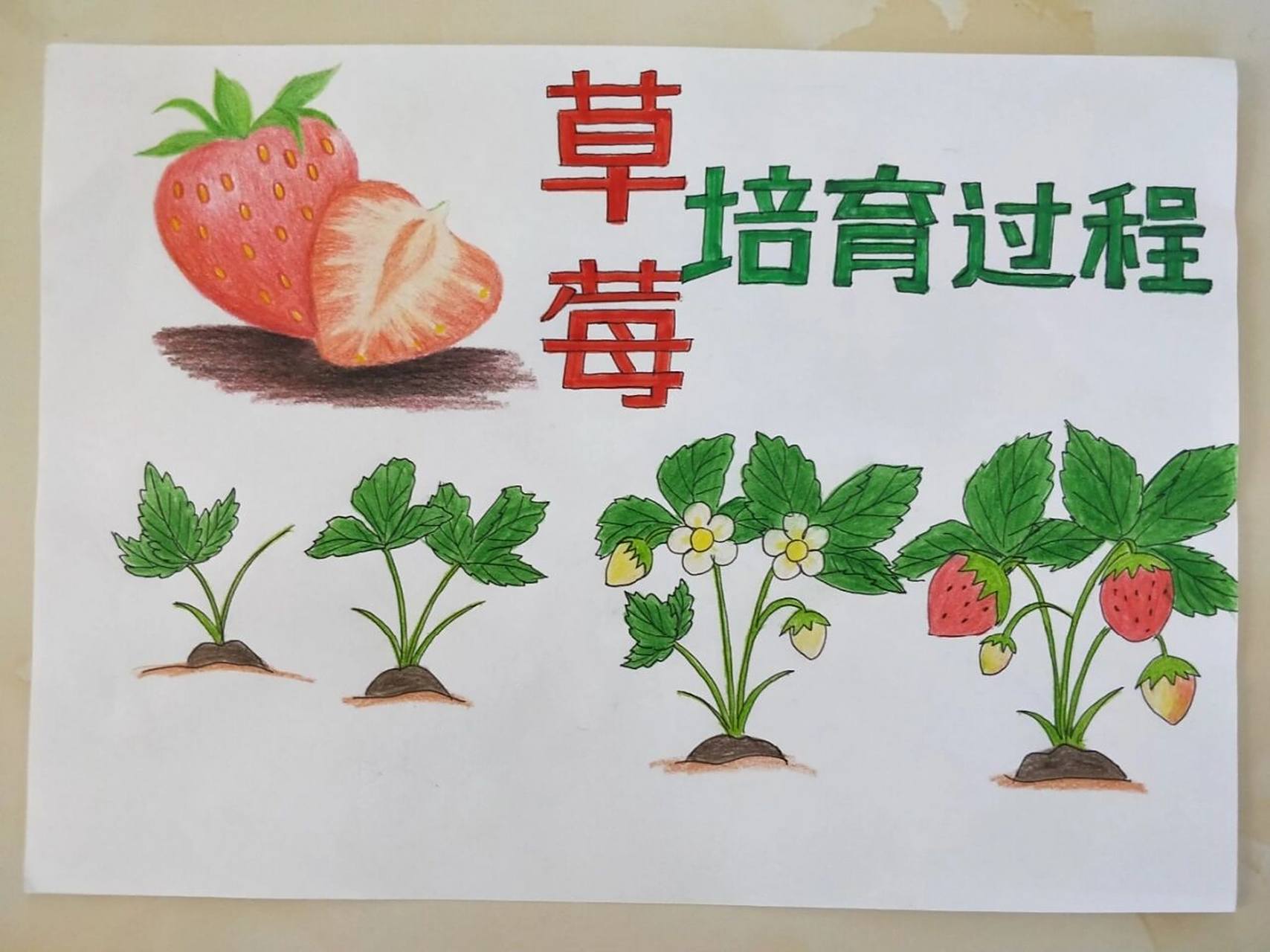 手绘草莓生长过程 我是原创作者今天重新编辑发出,下面评论可以证明