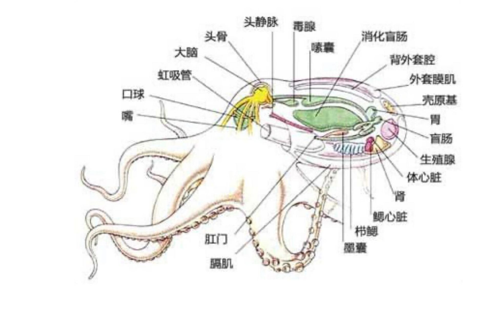 大王乌贼的内部.