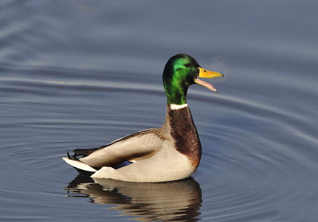 野鸭(绿头鸭) 性味:甘,凉,无毒. 归经:入脾,胃,肺,肾.