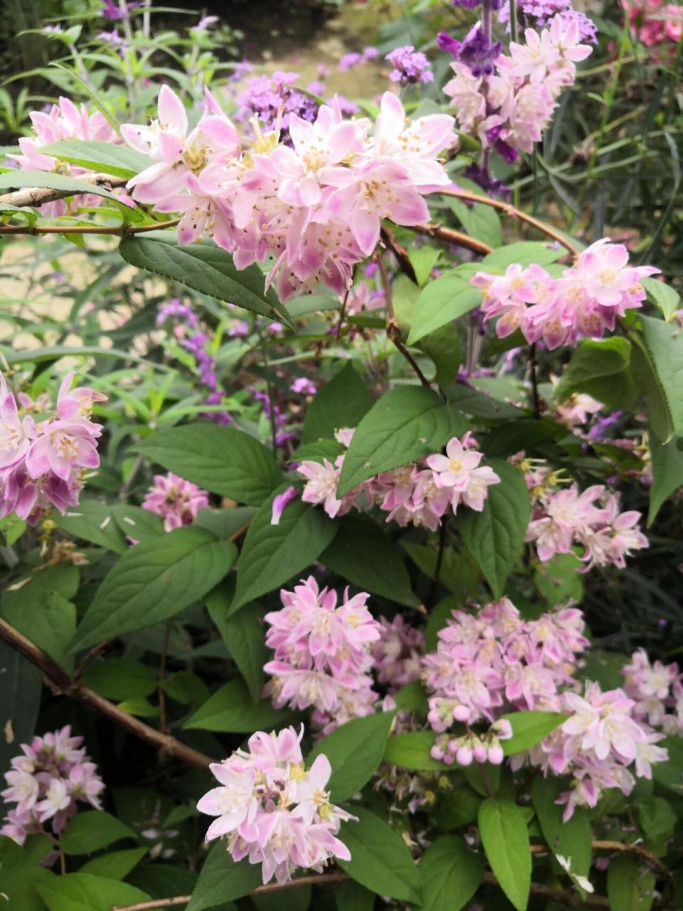 溲疏草莓田 在柳州,溲疏的花期刚好在4月中下旬,阴湿温暖多雨的春末.