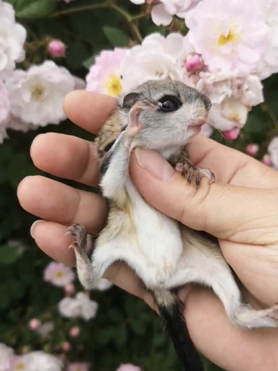 大眼飞鼠会暴毙?真的吗 注意!|上篇