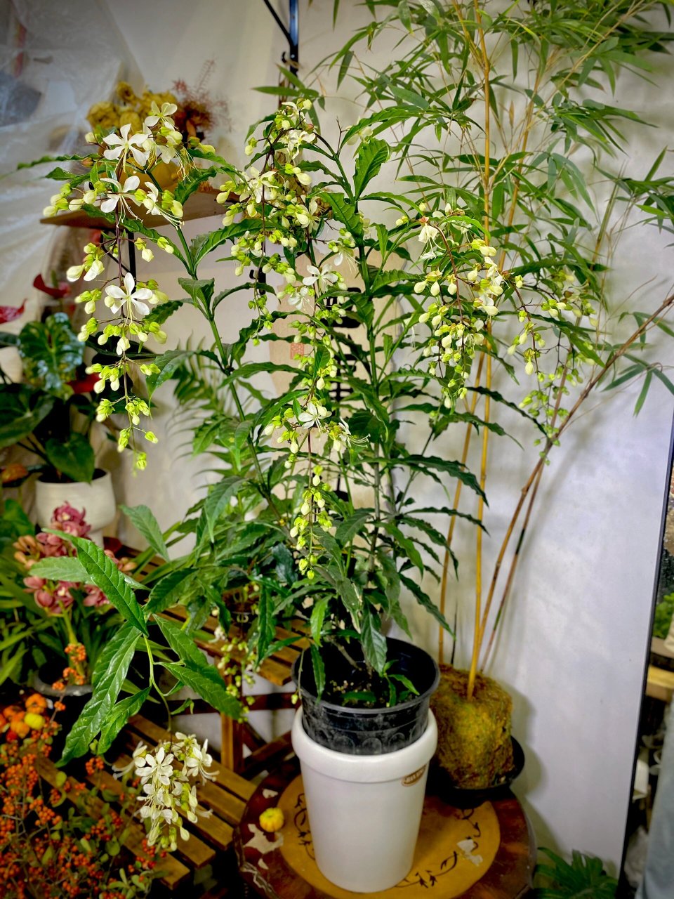 垂丝茉莉|万物生长皆可见 垂茉莉(clerodendrum wallichii merr. )是