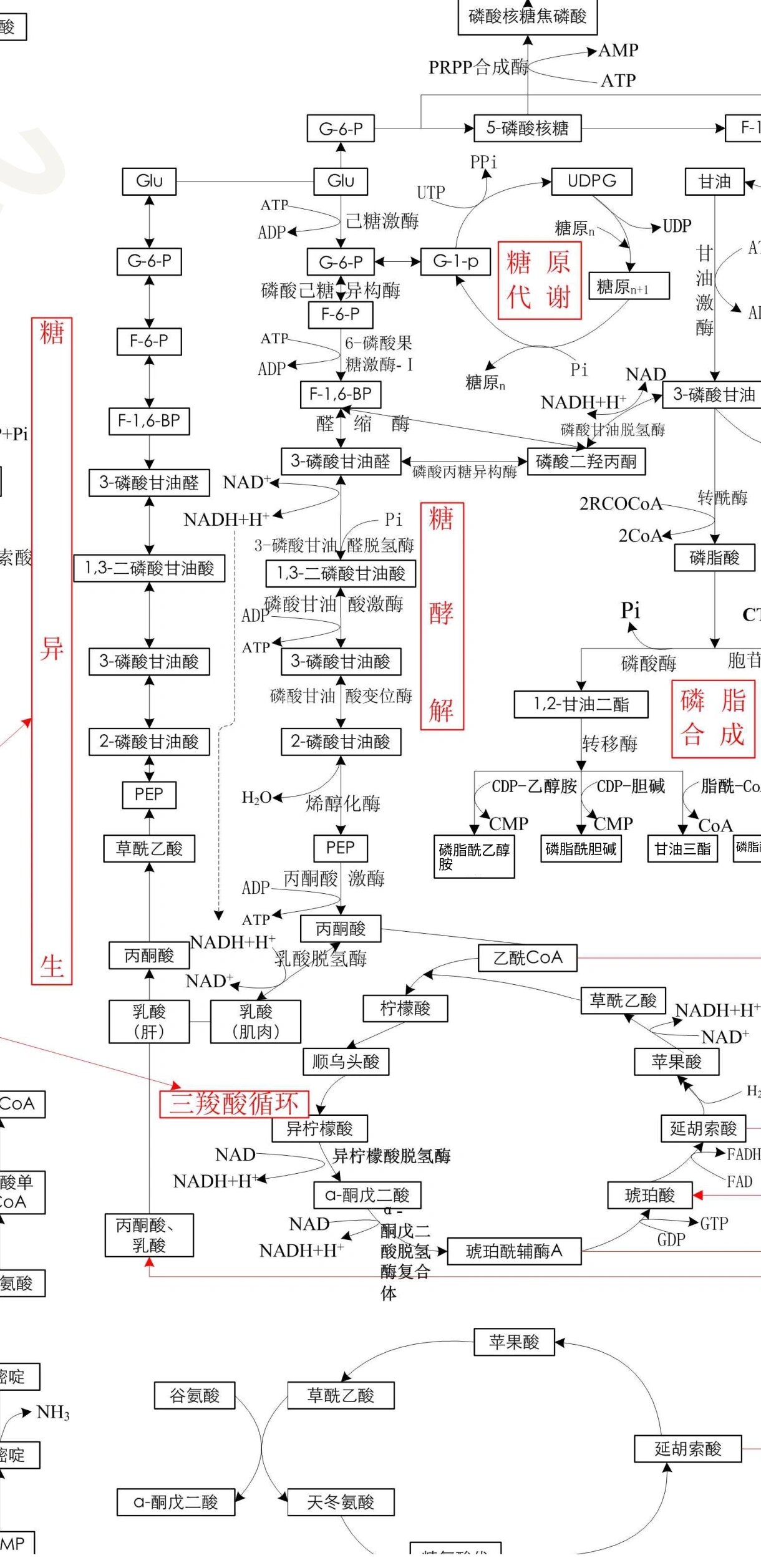 生物化学 代谢图 简洁版