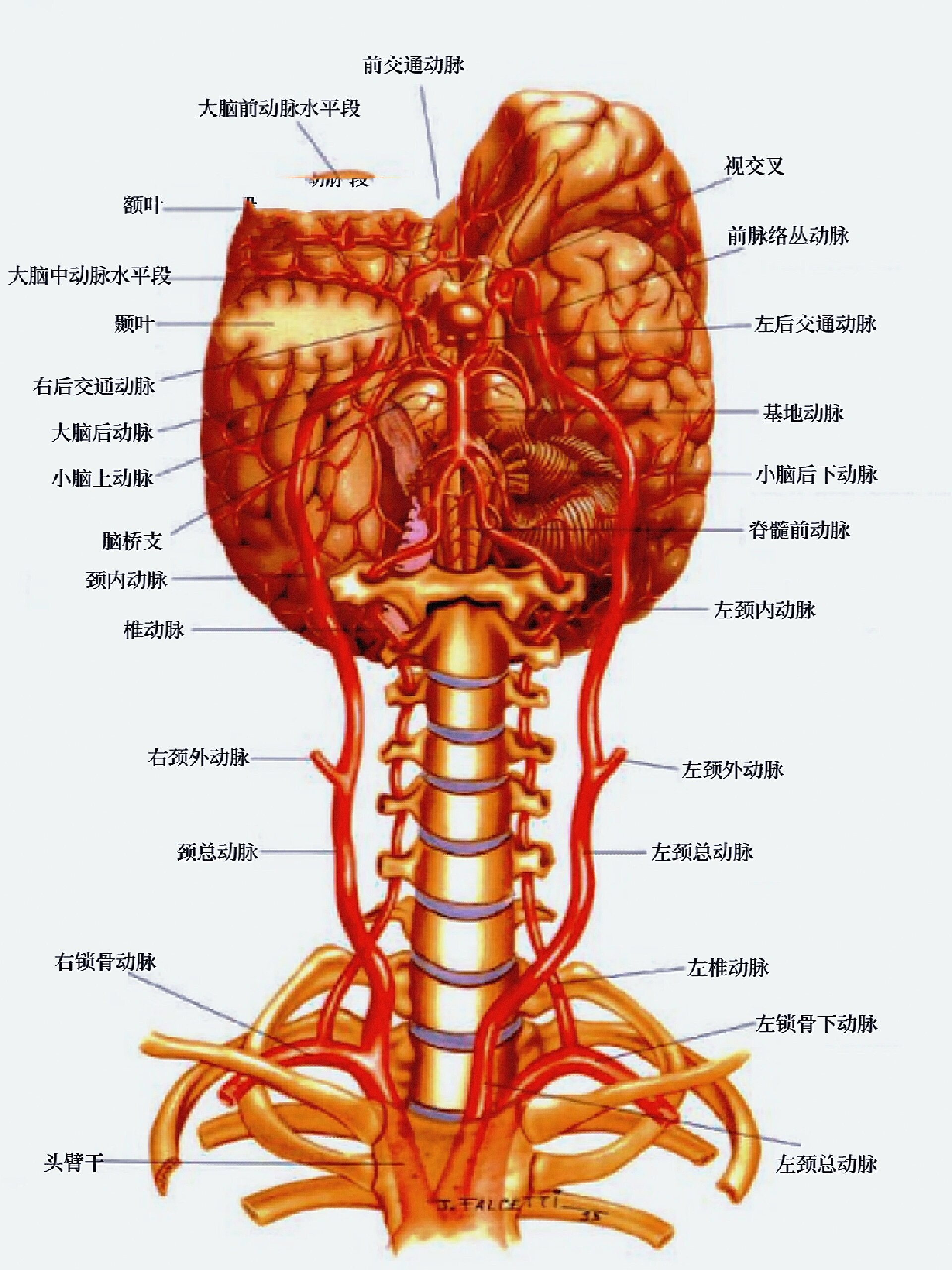 颈总动脉位置示意图图片