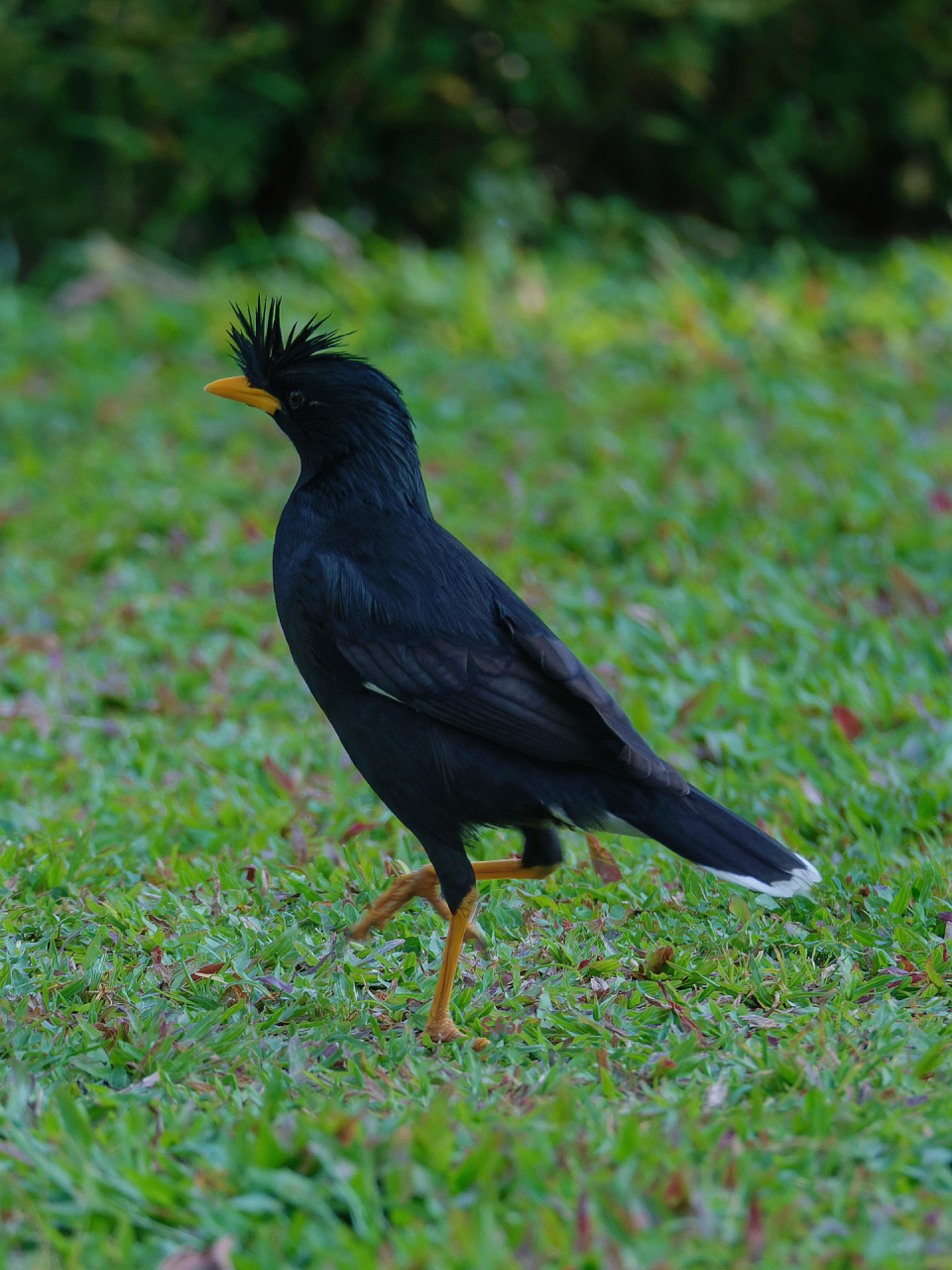 帅气林八哥,走出六亲不认的步伐 在取标题这件事上,我是越来越离谱了 