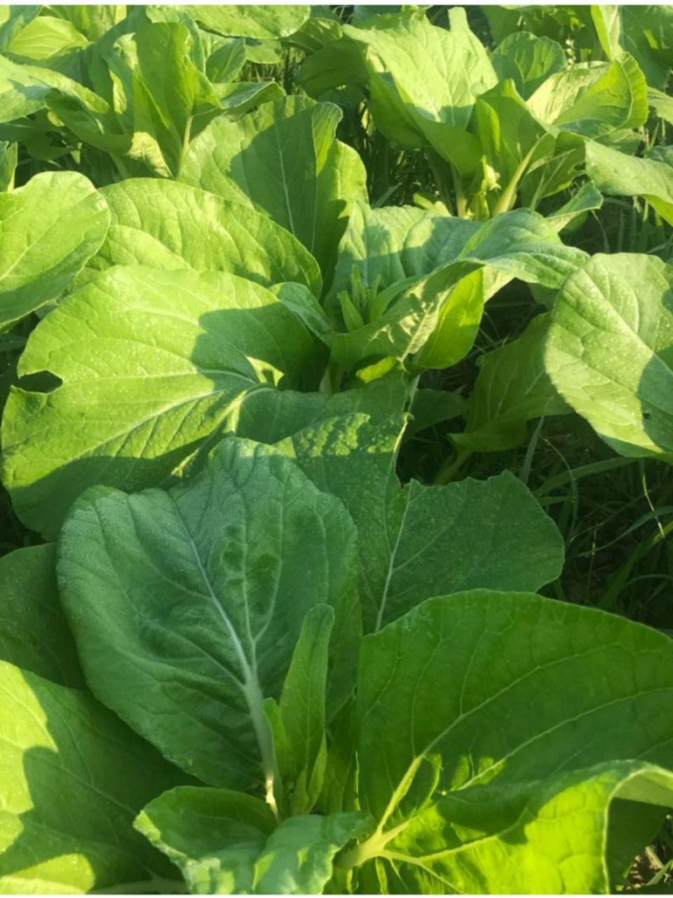 92这款蔬菜不仅营养丰富,更是餐桌上的美味佳肴.