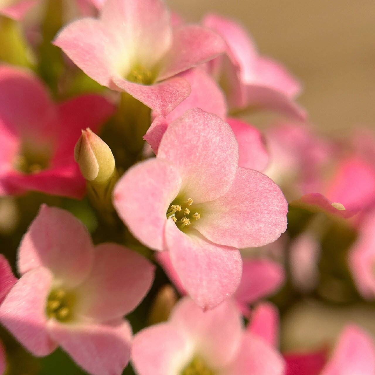 长寿花(30)哈瑞特--单瓣 淡妆浓抹总相宜～入手的第二盆单瓣,看惯了