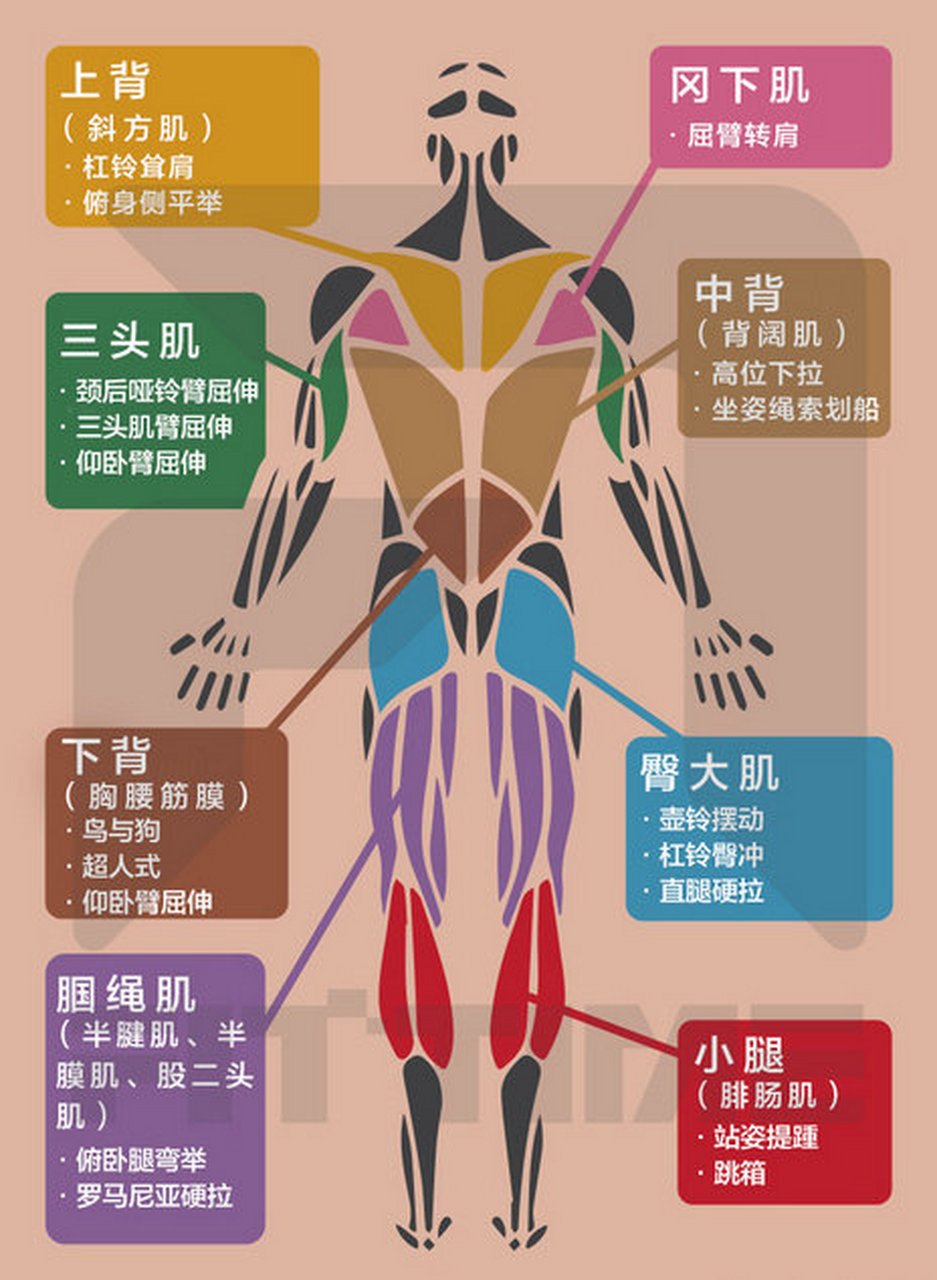 【各大肌群训练动作宝典】你知道人体有多少块肌肉吗?