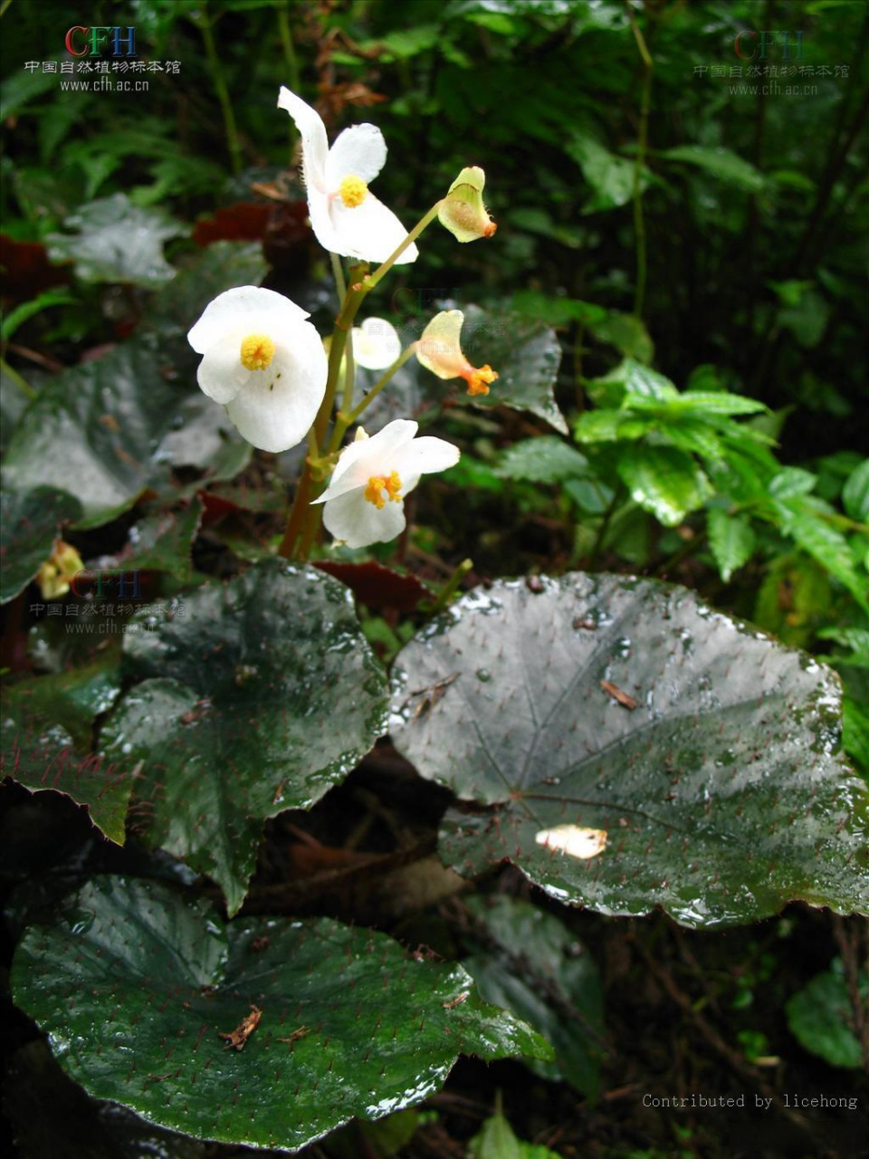 茶小谜# 七星花,学名蕺叶秋海棠,七星花为多年生草本植物.