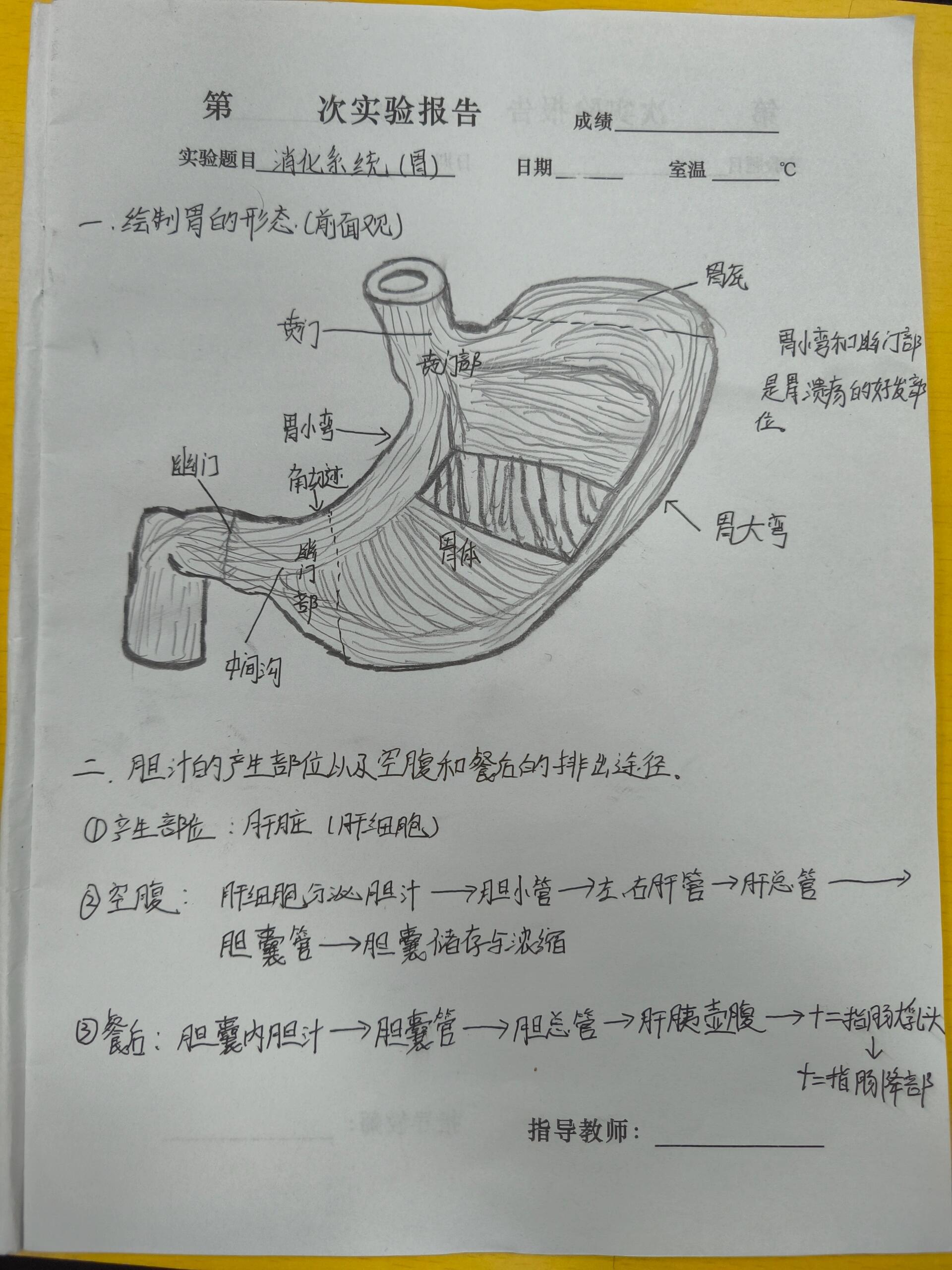 胆汁循环途径解剖图图片