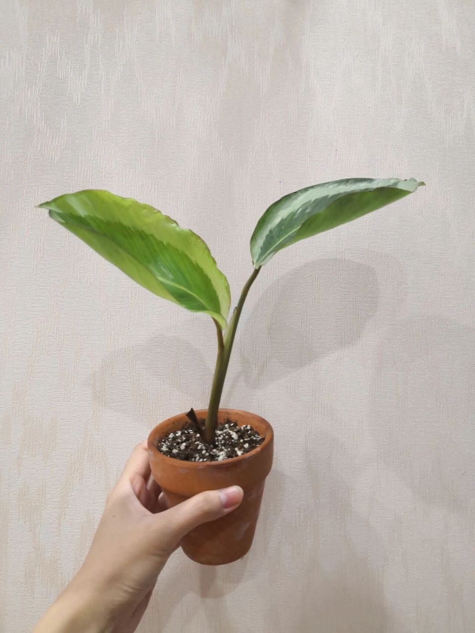 51 青莲竹芋/碧卡秋 品种:青莲竹芋/碧卡秋 入手:99 时间:2020.12.