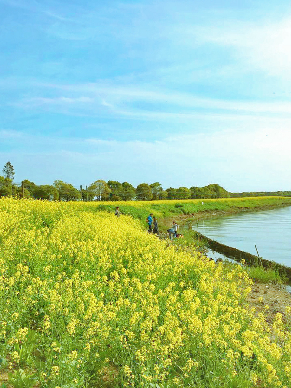 苏州阳澄湖美人腿 最后一篇啦 人少水好花美 湖边这一片油菜花我和