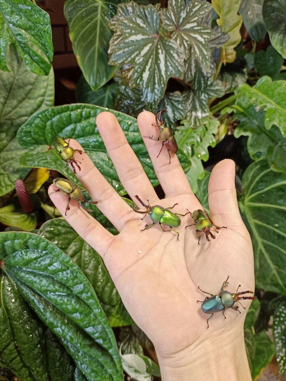 印尼金锹锹形虫 印尼金锹是产自印度尼西亚的一种小型色锹,因其颜色